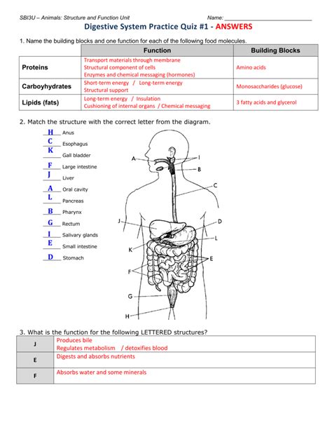 anatomy digestive system quiz answer key Doc