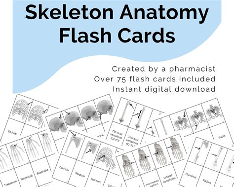 anatomy flash cards bones Epub