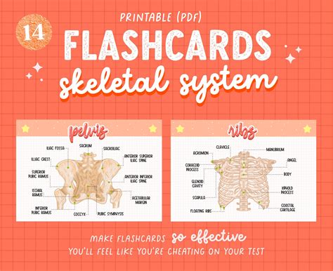 anatomy flash cards pdf converter Reader