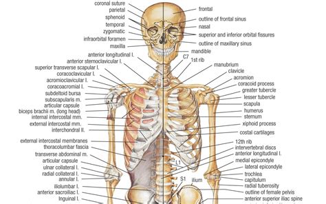 anatomy human bones charts Epub