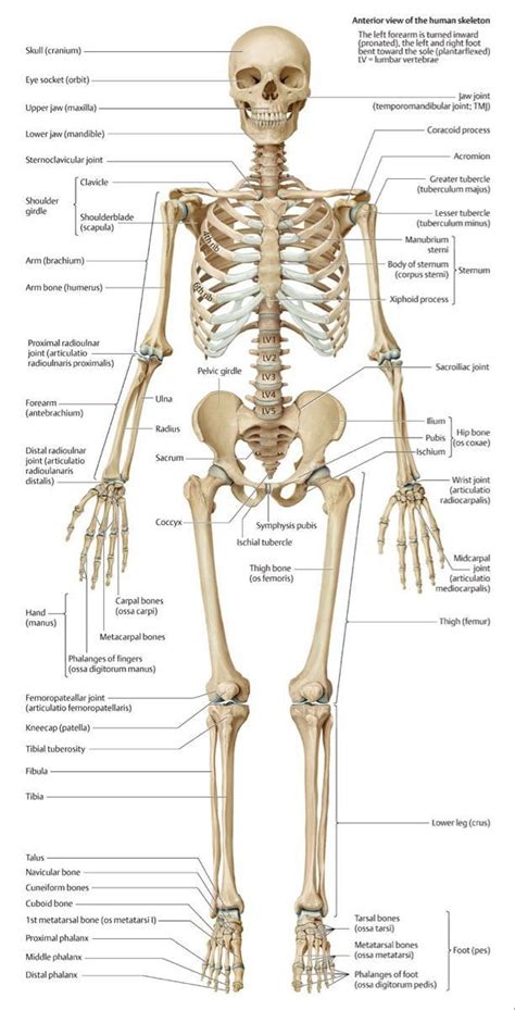anatomy human skeleton pictures Doc