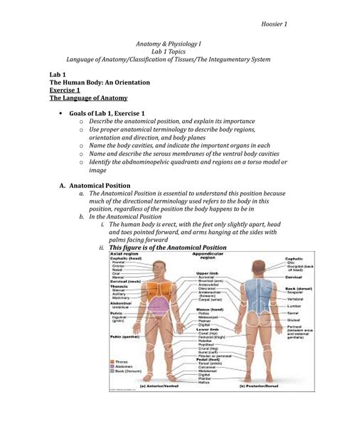 anatomy lab exercise 15 answers PDF