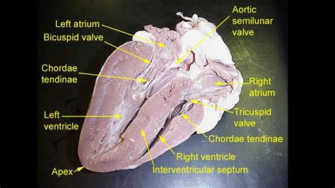 anatomy lab heart dissection answer Epub