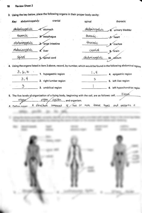 anatomy lab review sheet 3 Kindle Editon