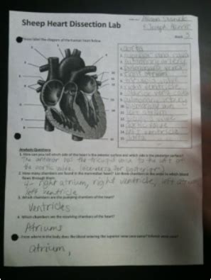 anatomy lab sheep heart dissection answers Reader