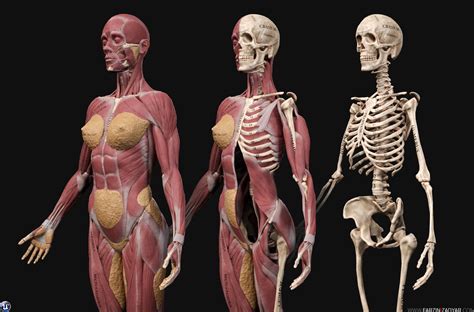 anatomy models fine art Kindle Editon