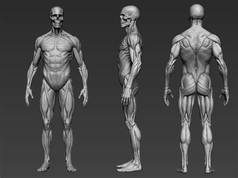 anatomy models for artists Doc