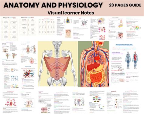 anatomy models for nursing students PDF