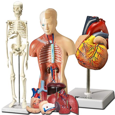anatomy models for students Doc