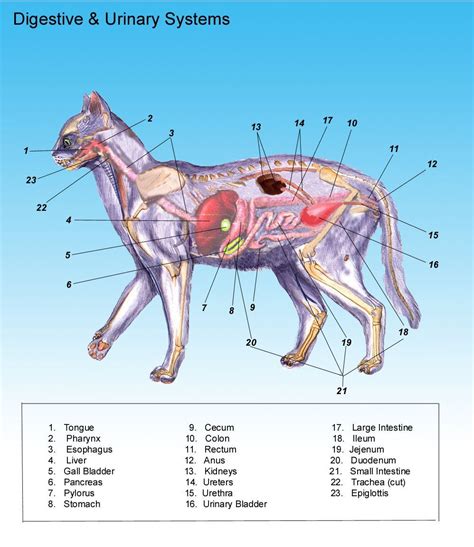 anatomy of a cat