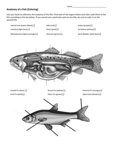 anatomy of a fish answer key Doc