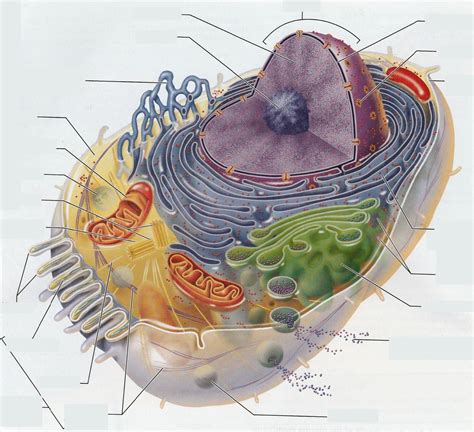 anatomy of a generalized cell answer key Kindle Editon