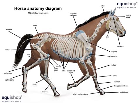 anatomy of a horse