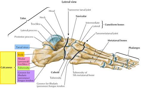 anatomy of foot bones pain Epub
