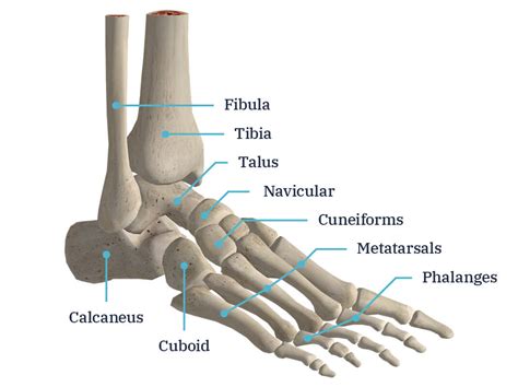 anatomy of foot bones picture Kindle Editon