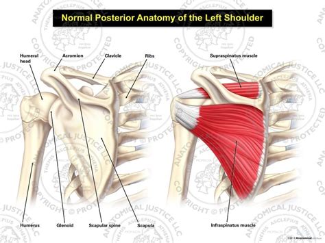anatomy of posterior shoulder Kindle Editon