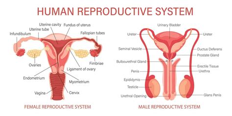 anatomy of reproductive system Kindle Editon