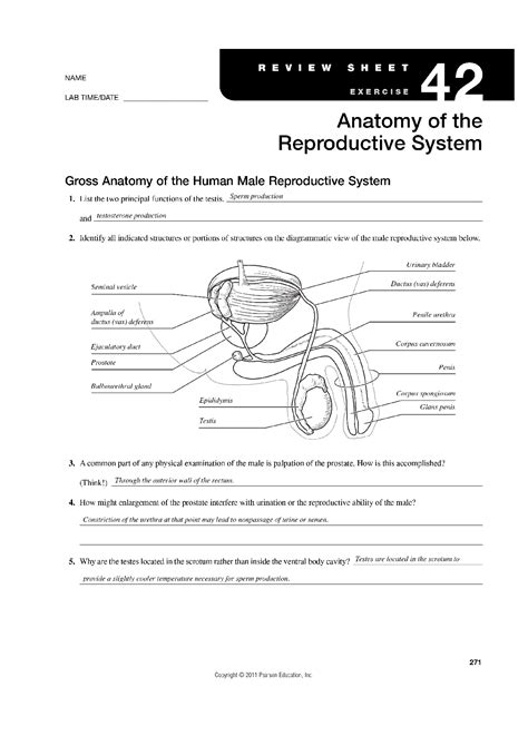 anatomy of reproductive system exercise 29 answers Reader