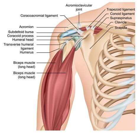 anatomy of shoulder area Reader