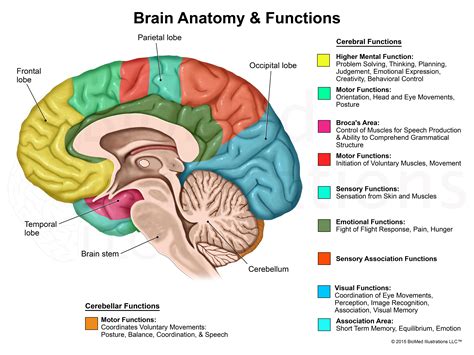 anatomy of the brain and its function Doc