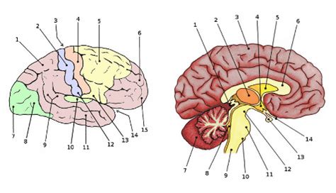 anatomy of the brain quizzes Doc