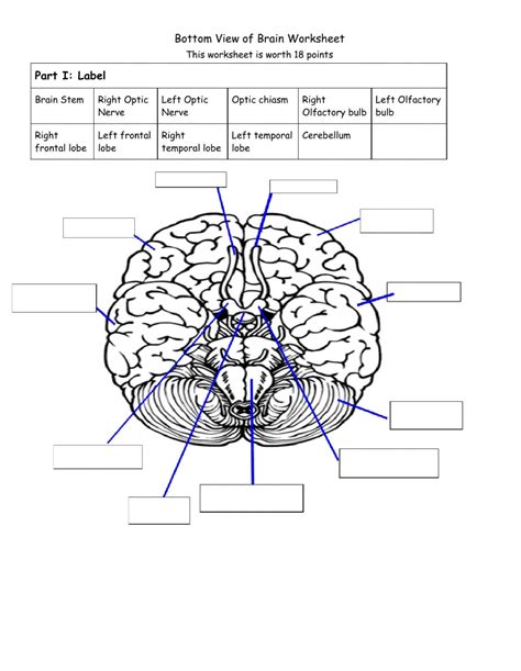 anatomy of the brain worksheets PDF