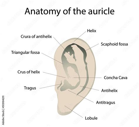 anatomy of the ear auricle function Reader