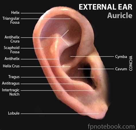 anatomy of the ear external Kindle Editon
