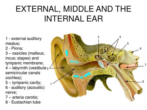 anatomy of the ear powerpoint hearing Doc