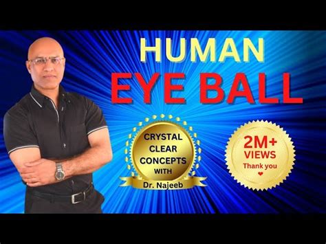 anatomy of the eye dr najeeb wikipedia Doc