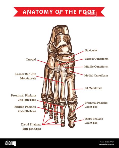 anatomy of the foot bones Reader
