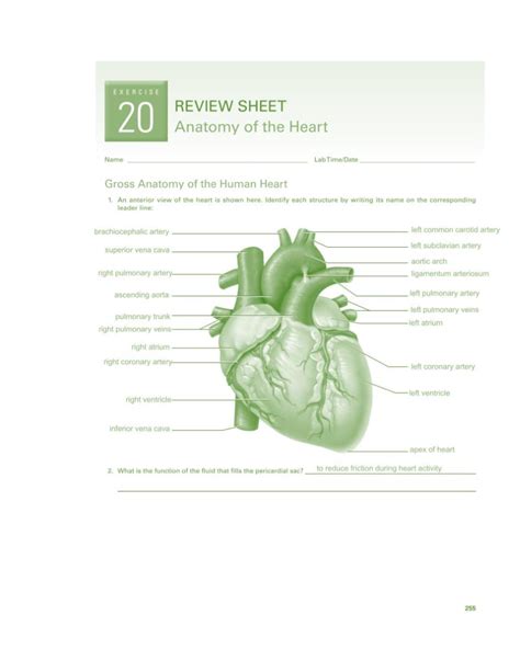 anatomy of the heart exercise 20 PDF