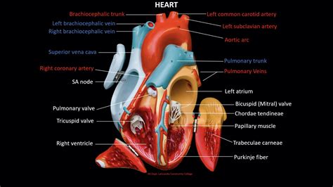 anatomy of the heart lab Kindle Editon