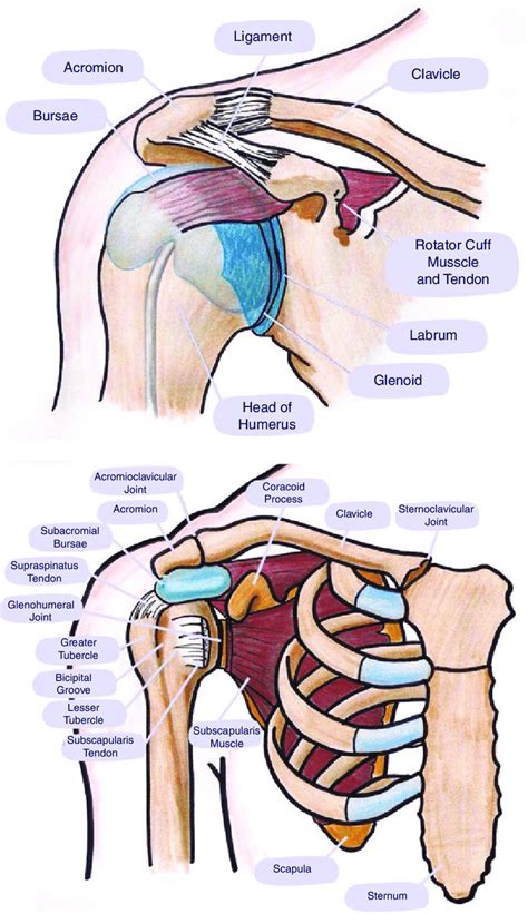 anatomy of the shoulder area Epub