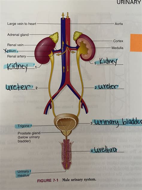 anatomy of the urinary system answers Doc