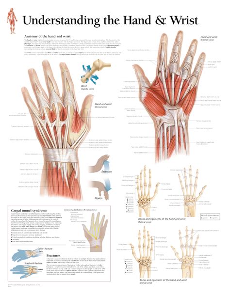 anatomy of the wrist and hand Doc