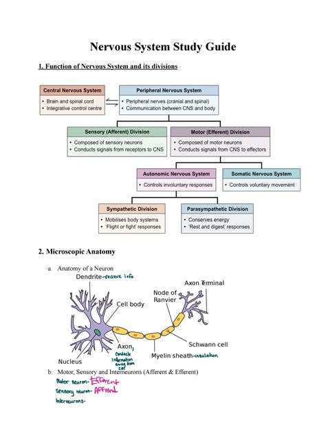 anatomy physiology chapter 8 nervous system study guide PDF