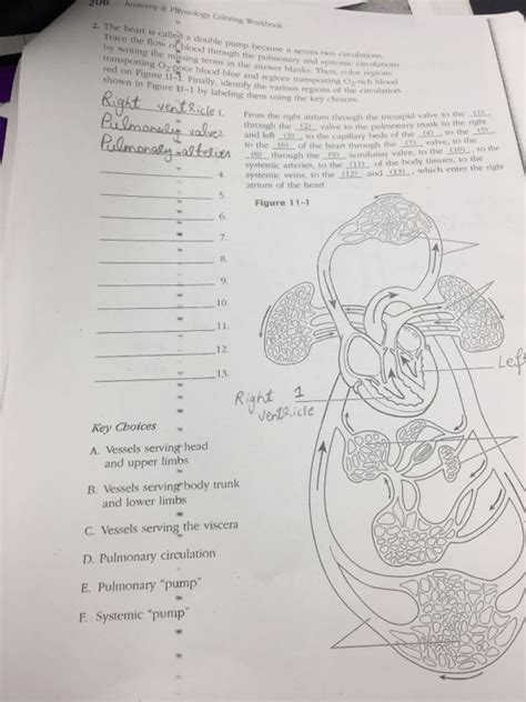 anatomy physiology coloring work answer key Reader