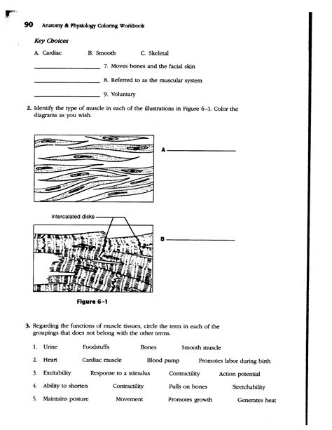 anatomy physiology coloring work answer key chapter 6 PDF