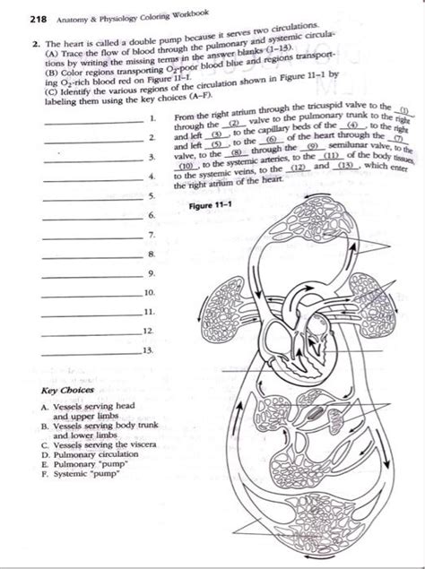 anatomy physiology coloring work answers cardiovascular Kindle Editon