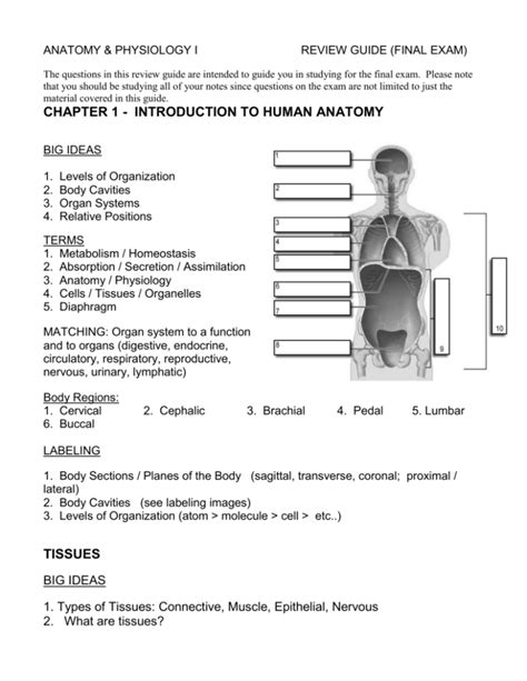 anatomy physiology final exam study guide answers PDF