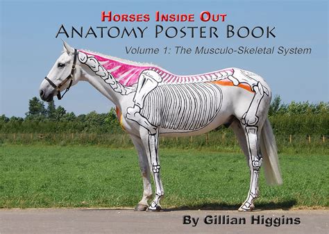 anatomy poster book report Kindle Editon