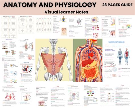 anatomy study guide module 15 Reader