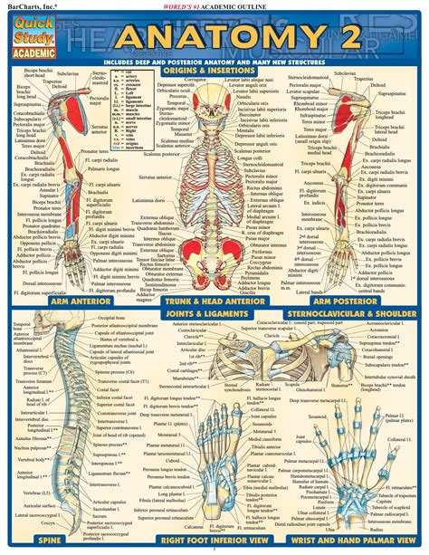 anatomy terminology quick study academic PDF