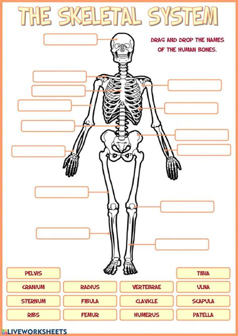 anatomy the skeletal system packet answers Reader