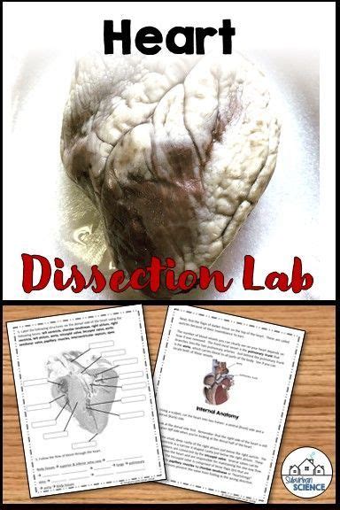 anatomy-lab-heart-dissection-answers Ebook Kindle Editon