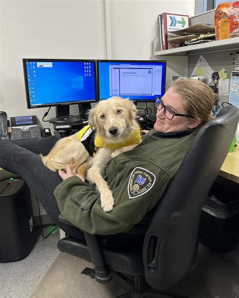 anchorage animal control center