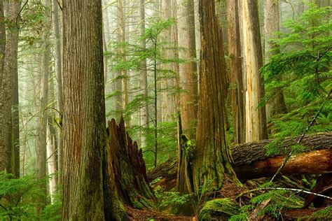 ancient forests of the pacific northwest Doc