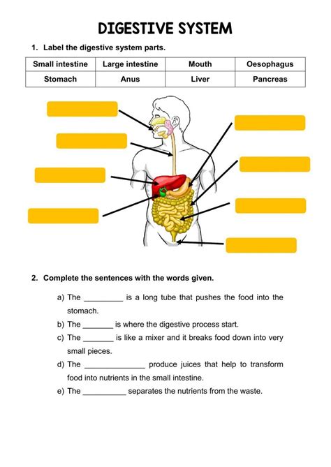 and answer key for the digestion system Epub