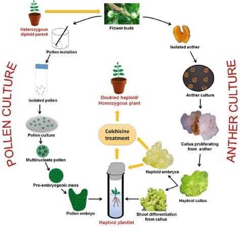 androgenesis and haploid plants androgenesis and haploid plants Kindle Editon